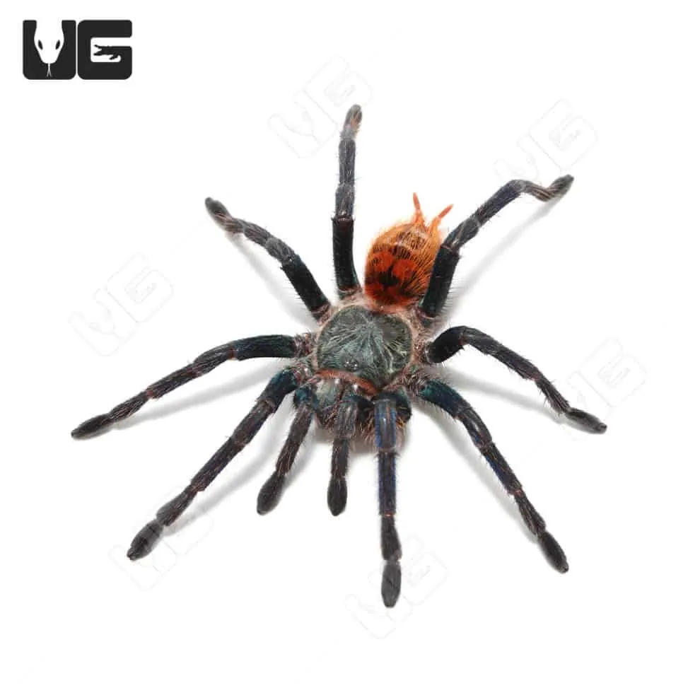 /img/22063-blue-tarantula-habitat.webp