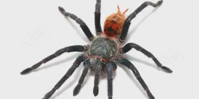 /img/22063-blue-tarantula-habitat.webp