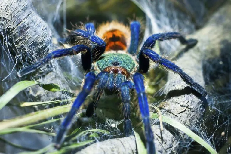 22063 blue tarantula overview
