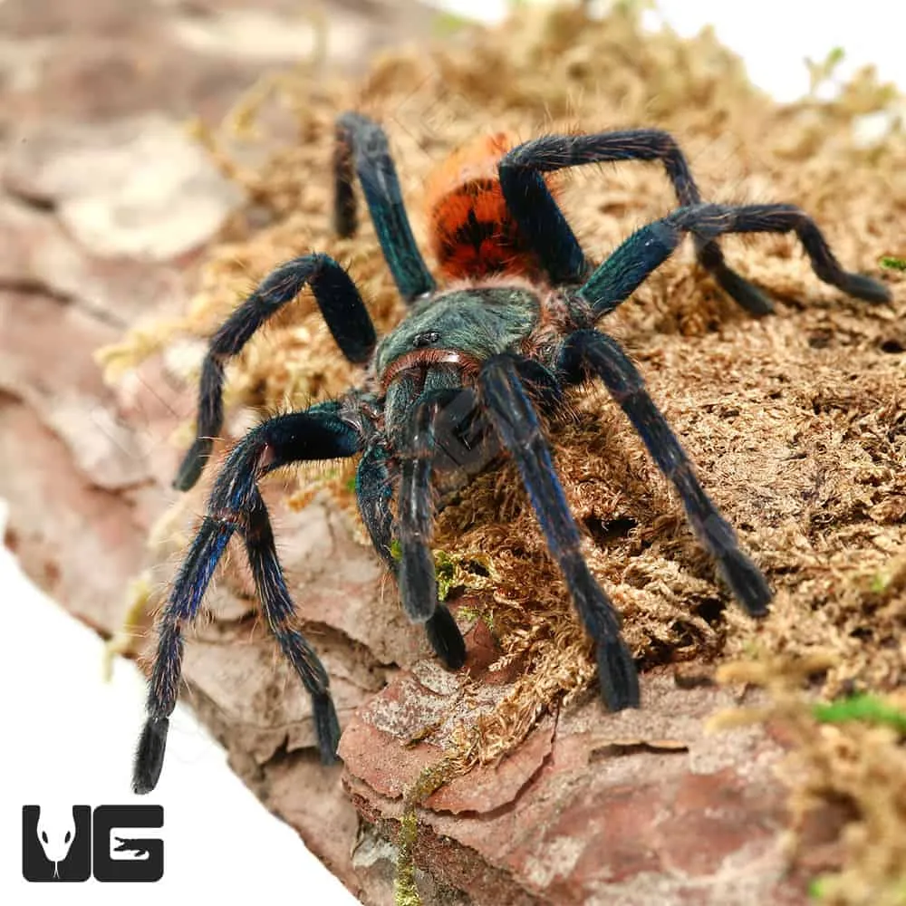22063 female blue tarantula
