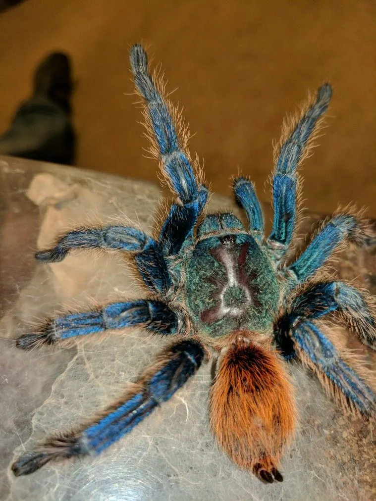 22063 male blue tarantula