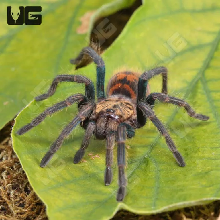 22063 microscope tarantula