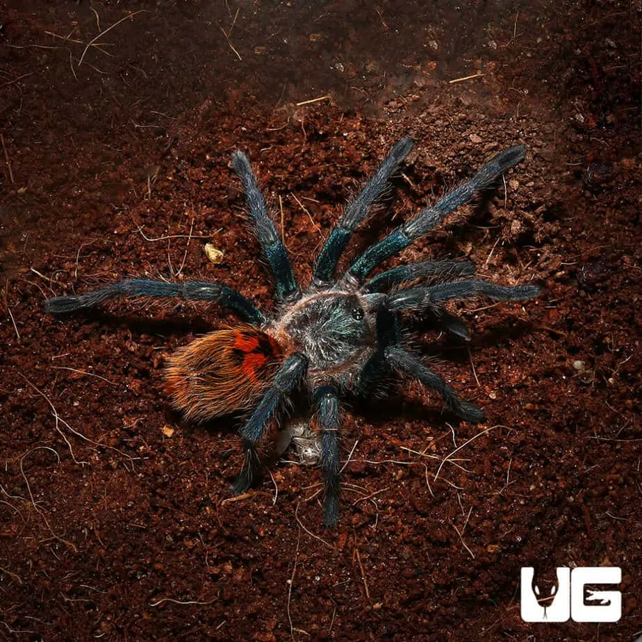 22063 tarantula breeding