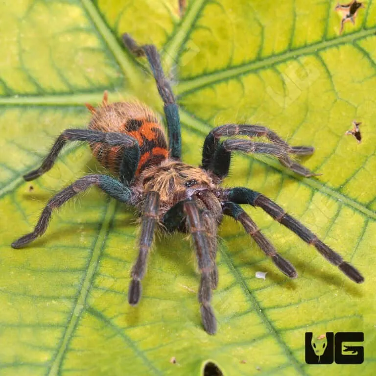 22063 tarantula molt