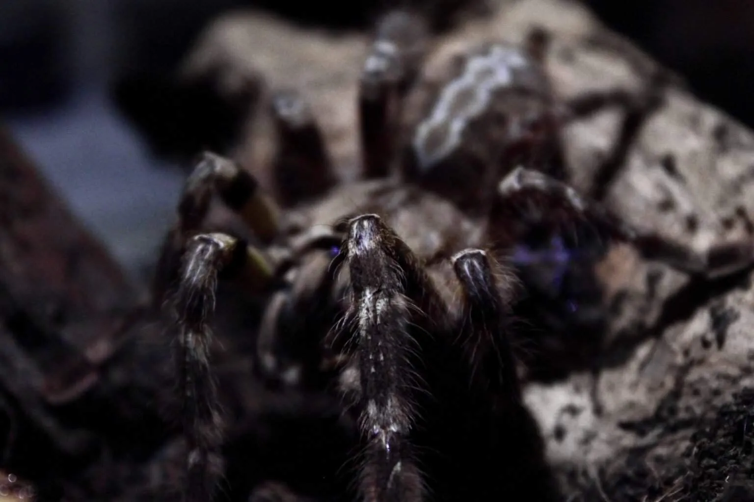 /img/22065-newly-hatched-tarantula.webp