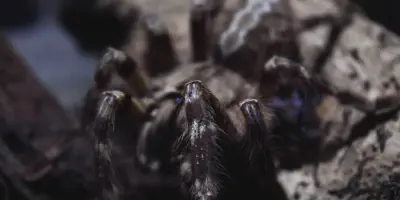 /img/22065-newly-hatched-tarantula.webp