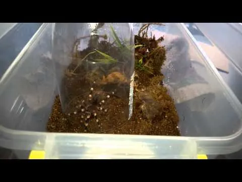22067 feeding tarantula