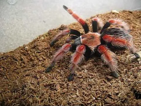 22067 healthy tarantula