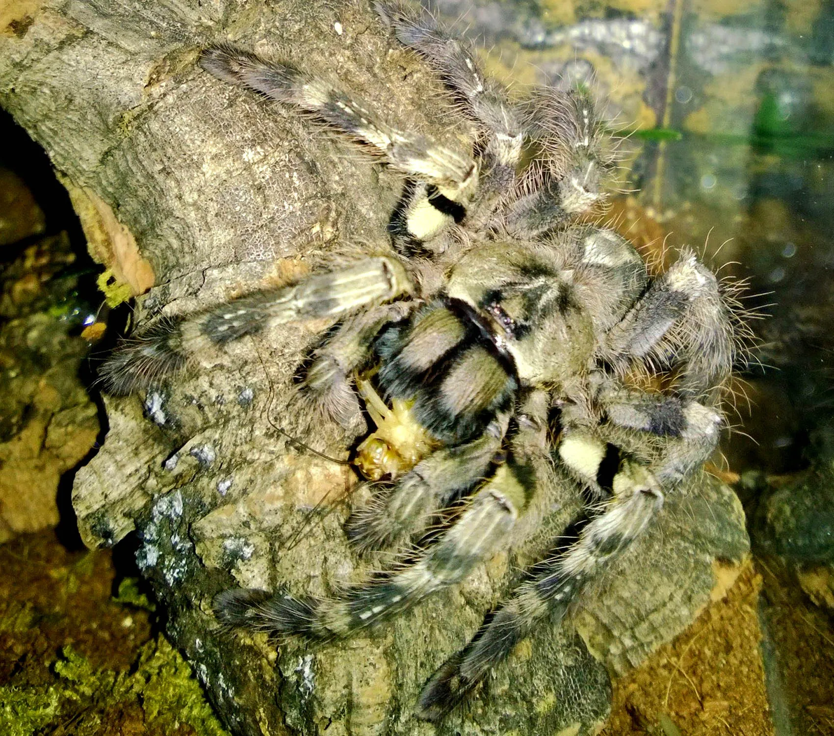 22067 prey nutrition tarantula