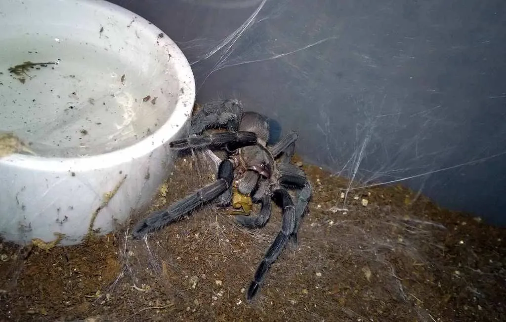 22067 prey size tarantula