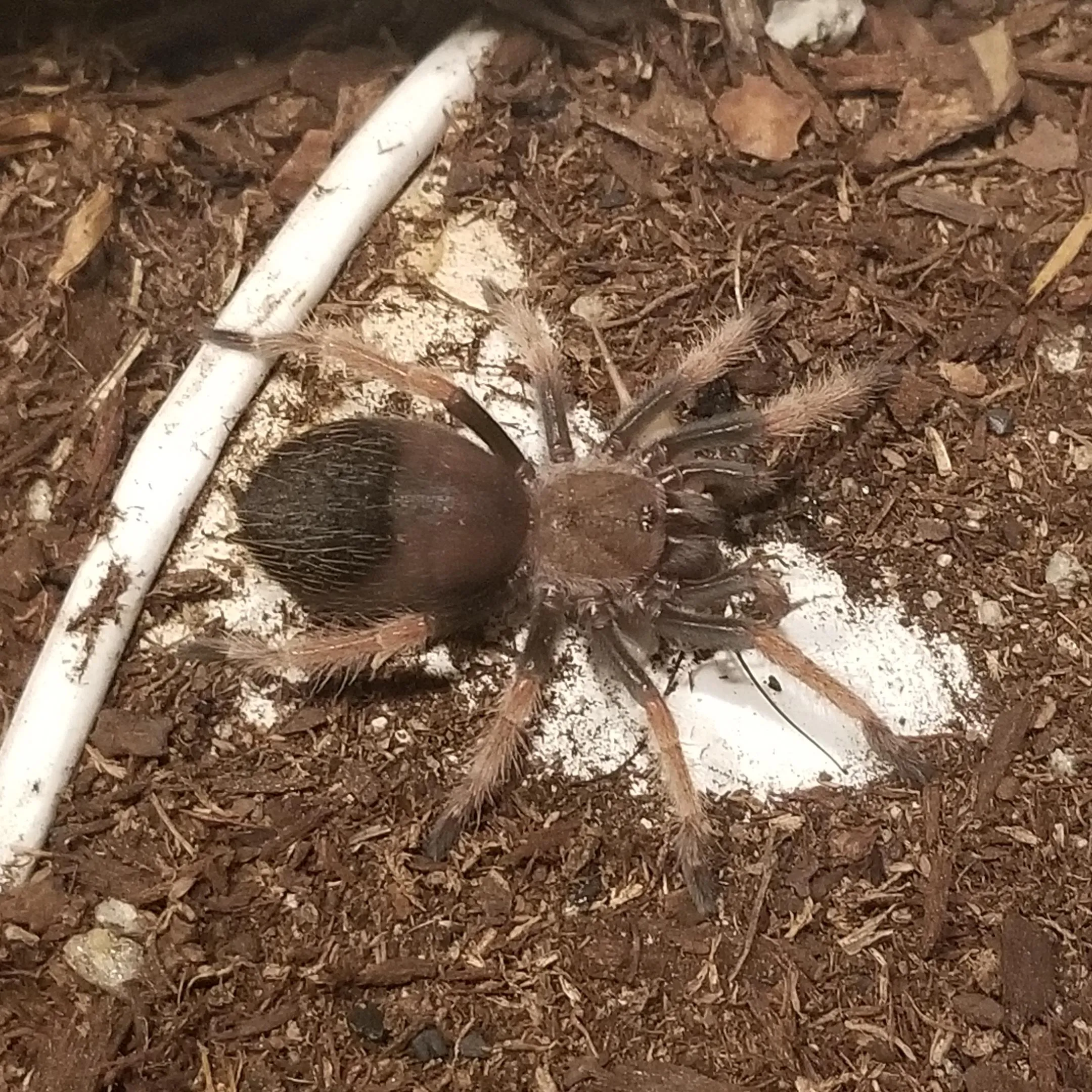 22067 tarantula not eating