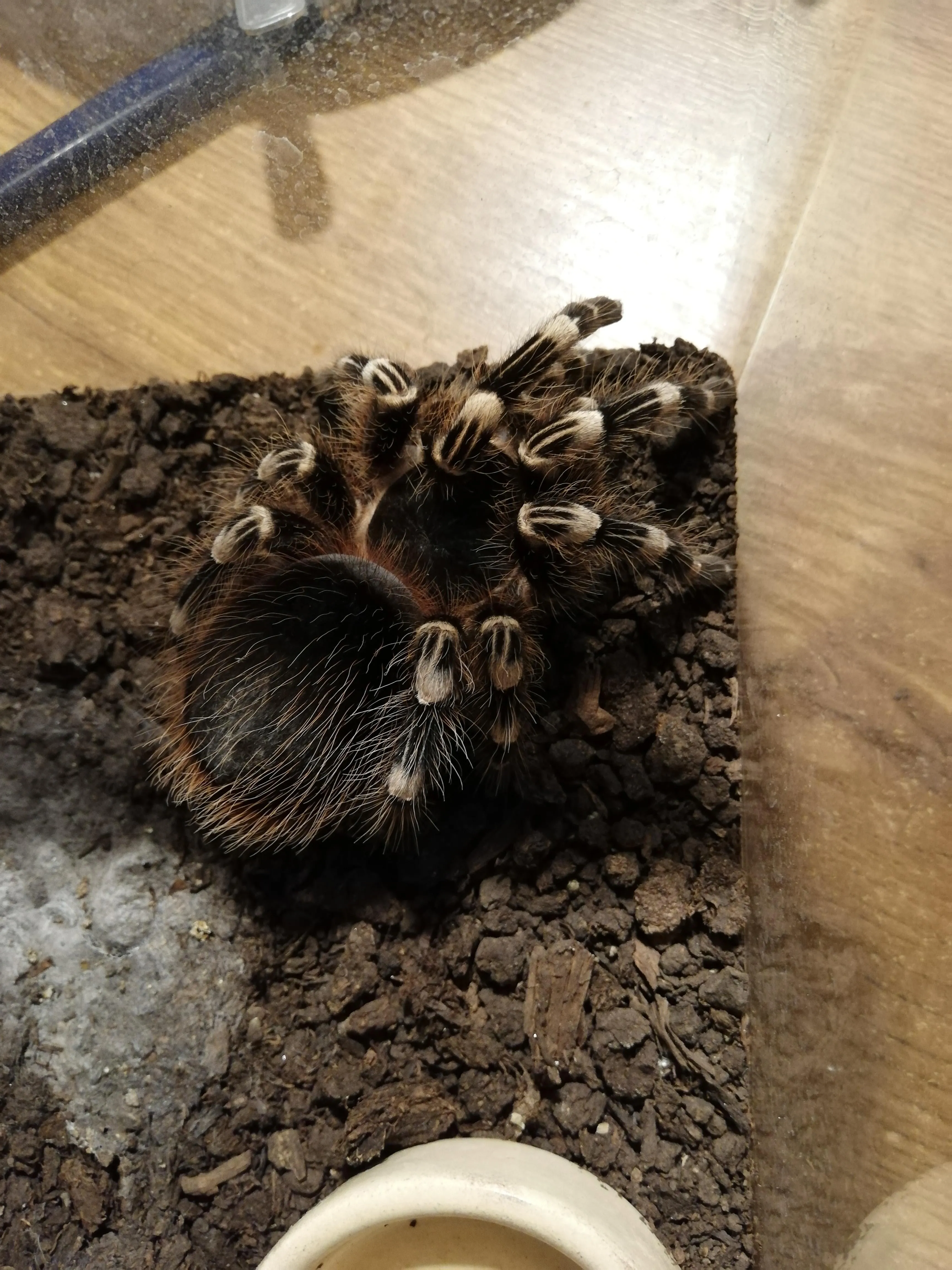 22067 tarantula water dish