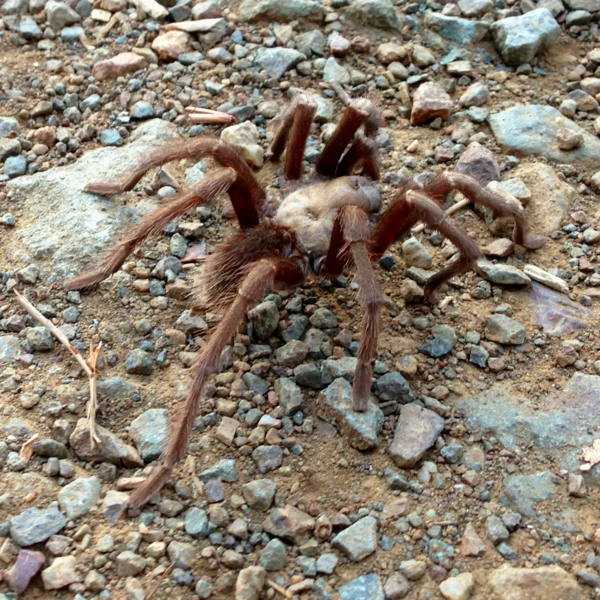 22068 tarantula location