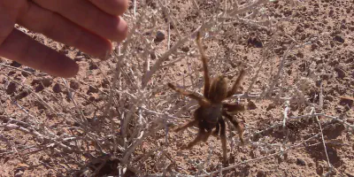 /img/22068-tarantula-photography.webp