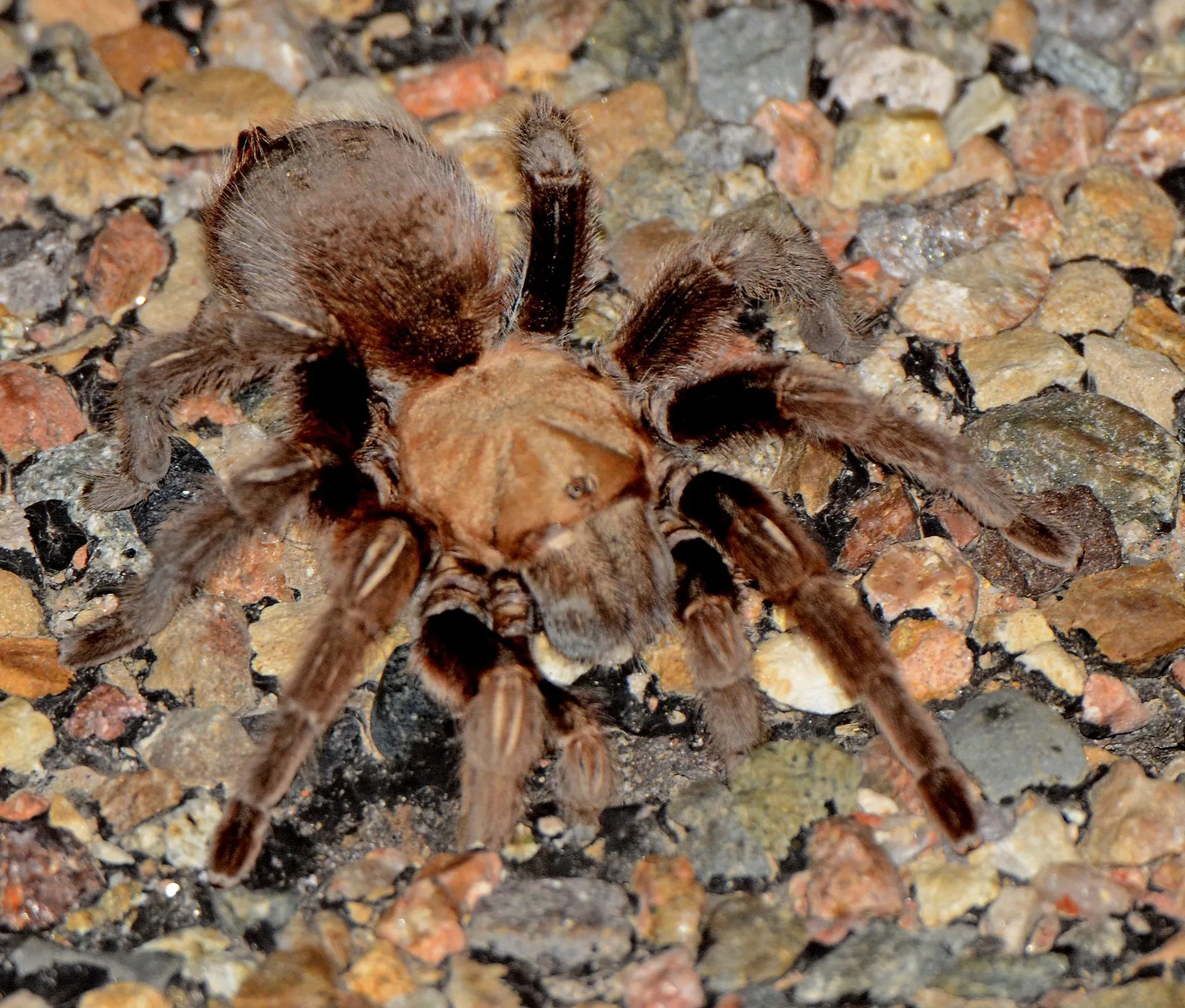 22068 tarantula season
