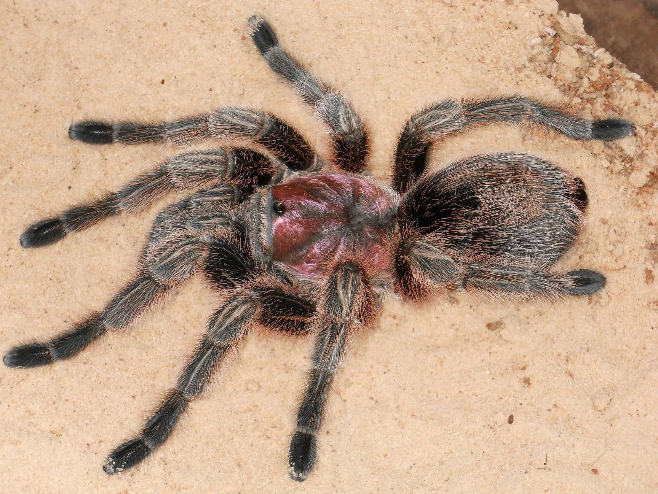 22071 chilean rose tarantula image1