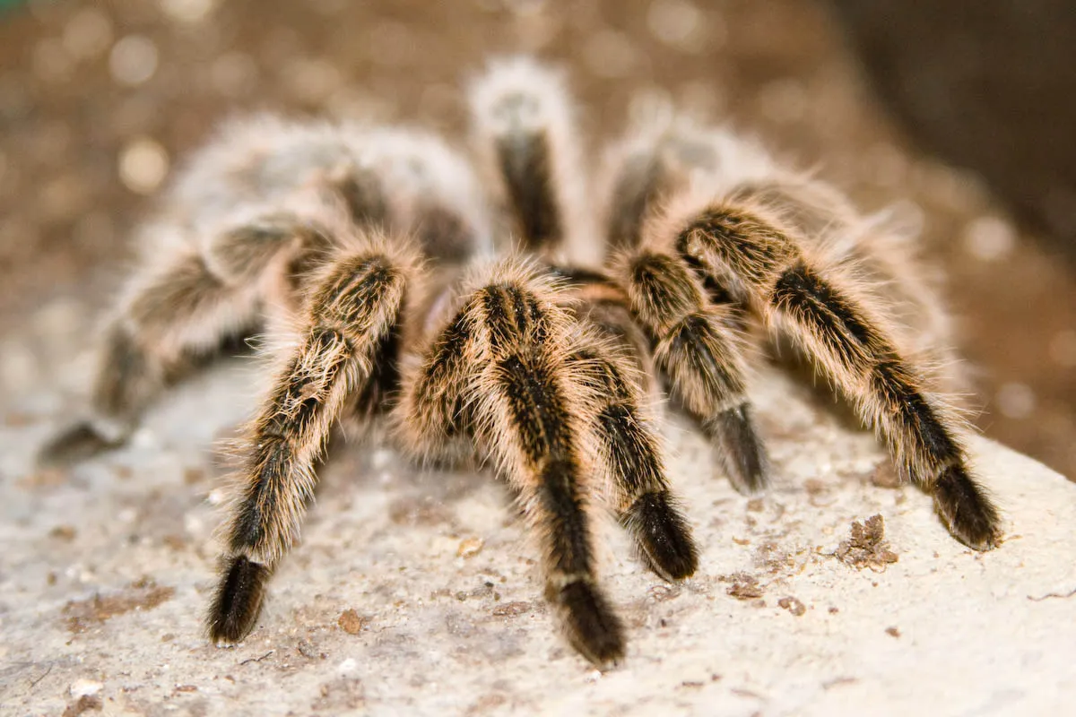 22071 chilean rose tarantula image2