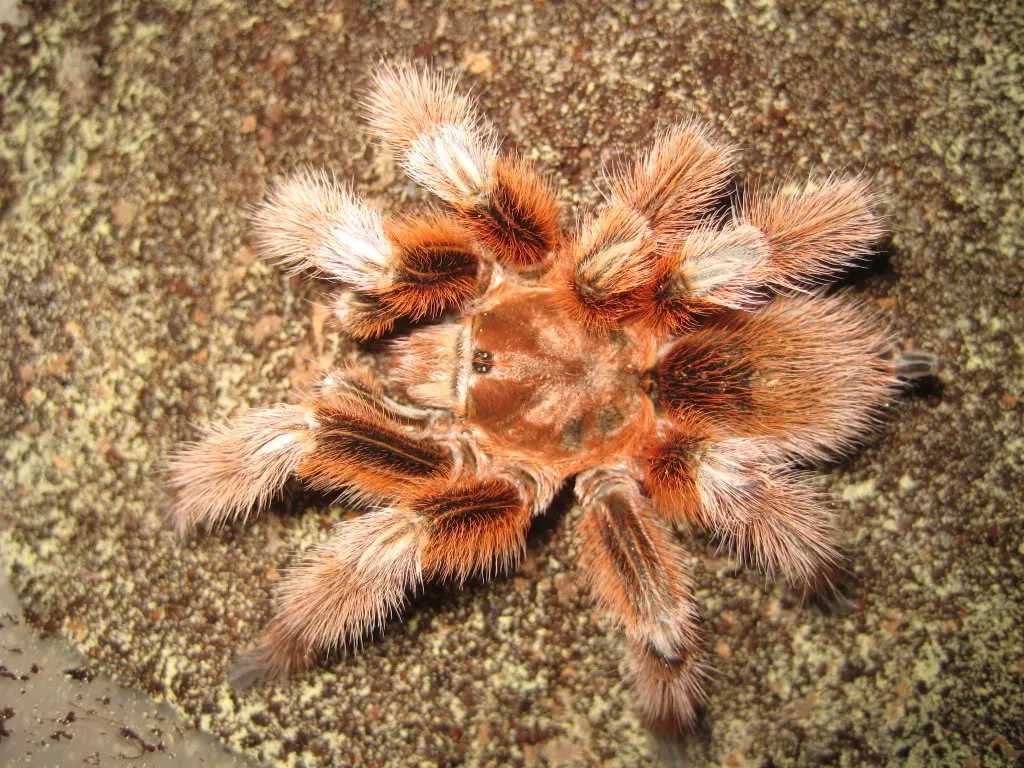 22071 chilean rose tarantula image3