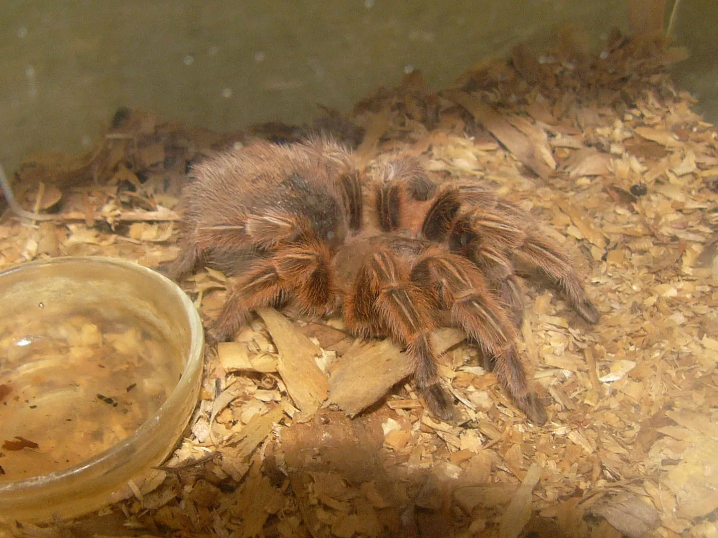22071 chilean rose tarantula image4