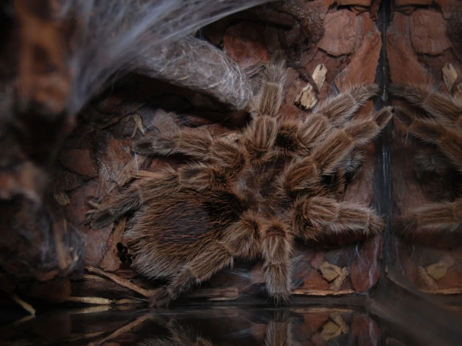 22071 chilean rose tarantula image5