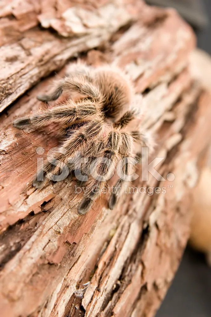 22071 chilean rose tarantula image6