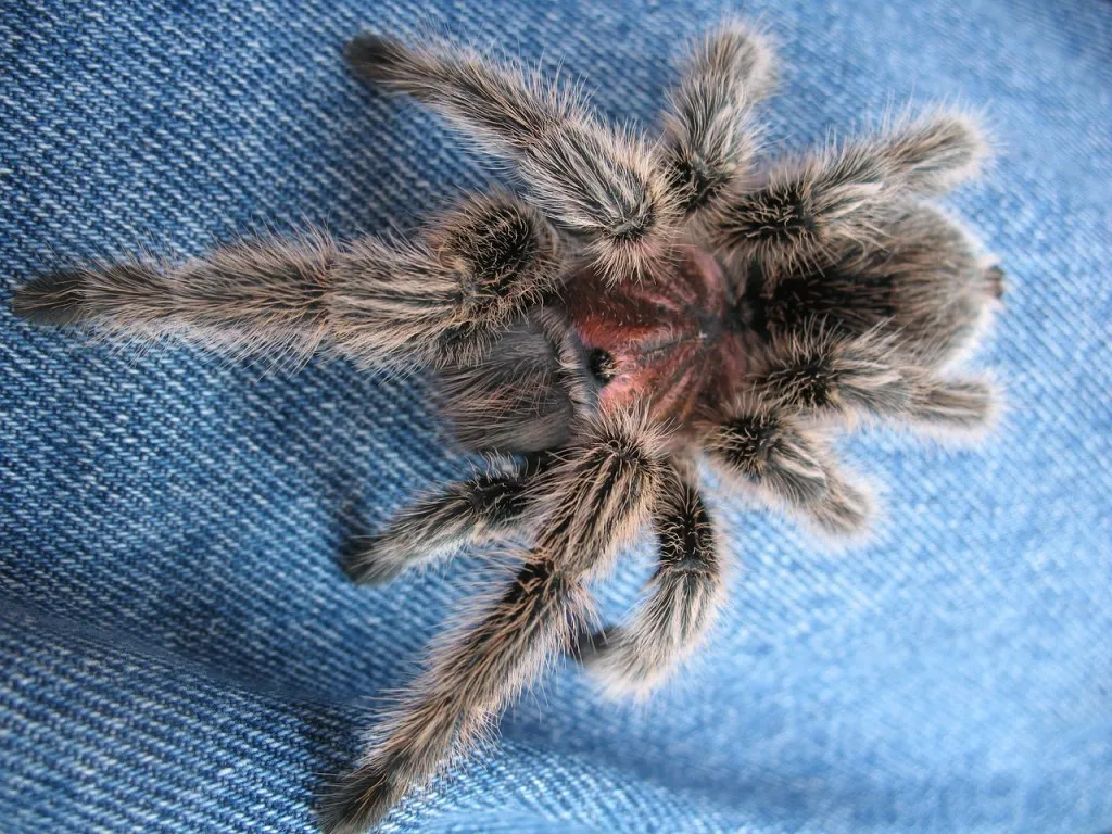 /img/22071-chilean-rose-tarantula-image7.webp