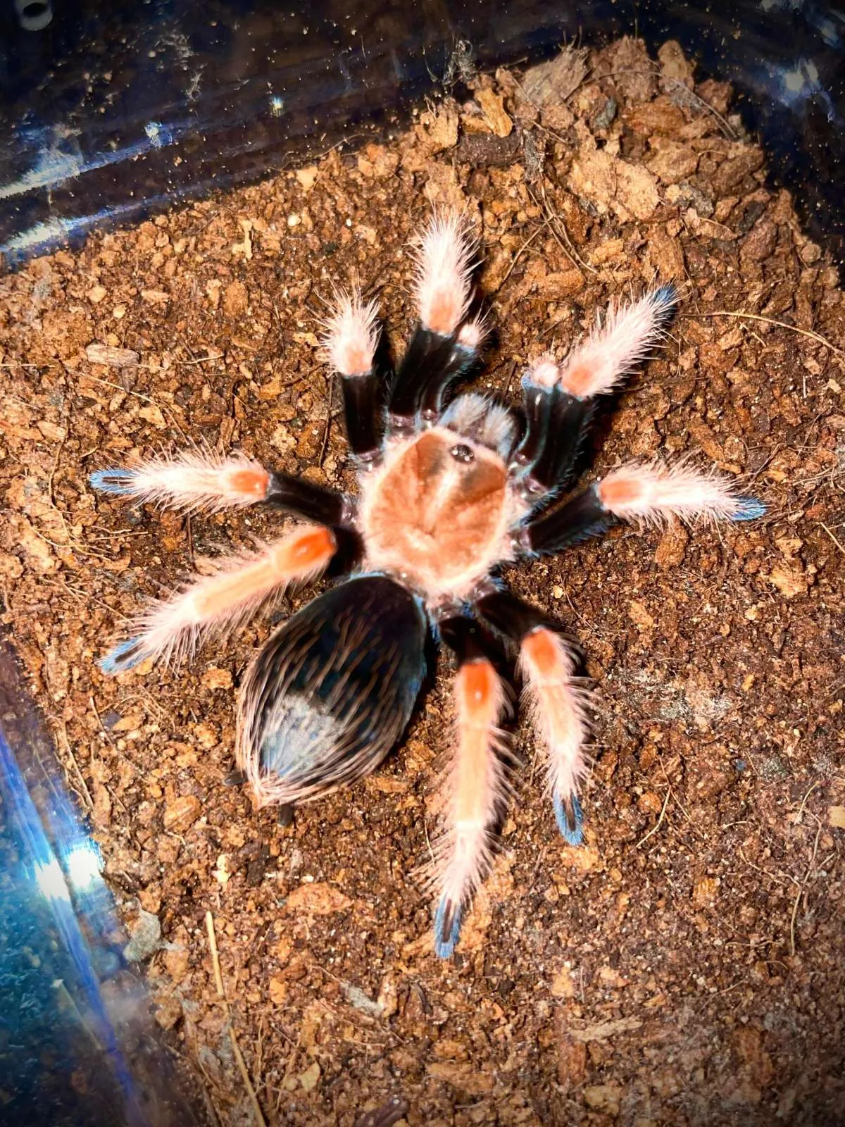 22072 fireleg tarantula environment