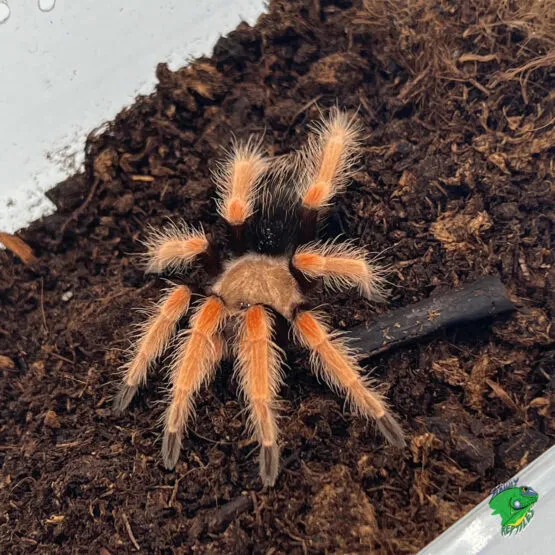 22072 fireleg tarantula health check