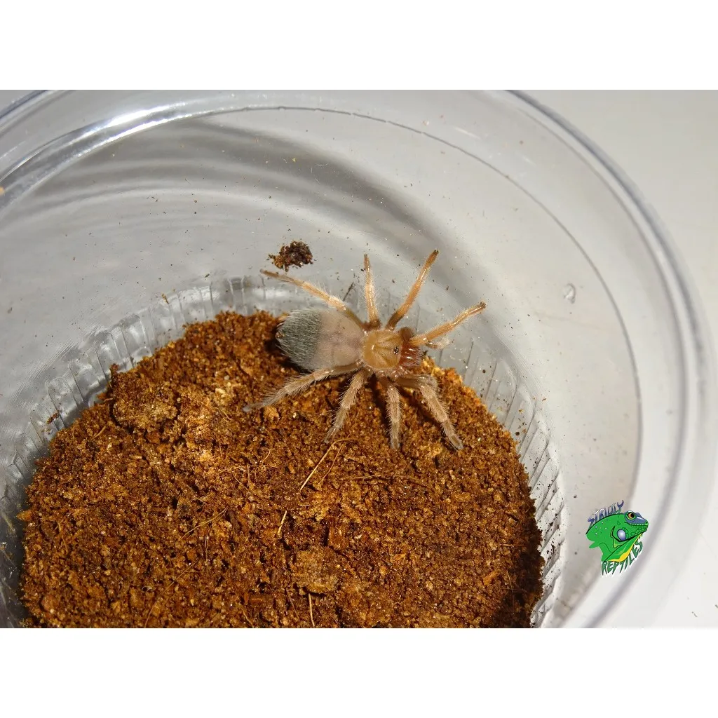 22072 fireleg tarantula male female