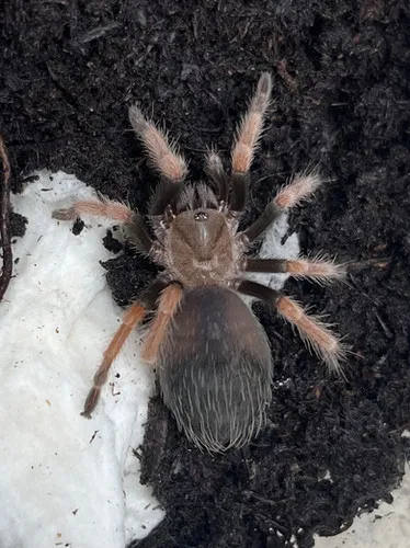/img/22072-fireleg-tarantula-water.webp