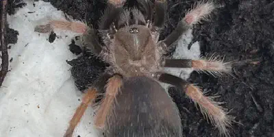 /img/22072-fireleg-tarantula-water.webp