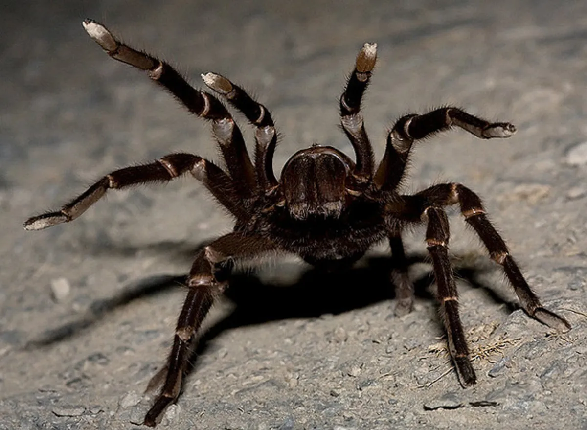 22074 tarantula bite treatment