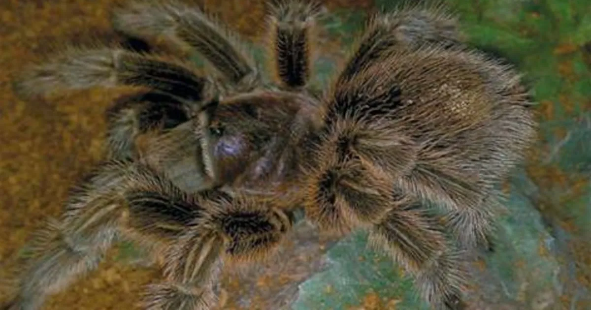 /img/22074-tarantula-image.webp