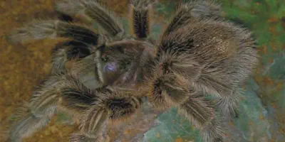 /img/22074-tarantula-image.webp