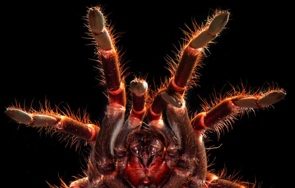 22074 tarantula myth image