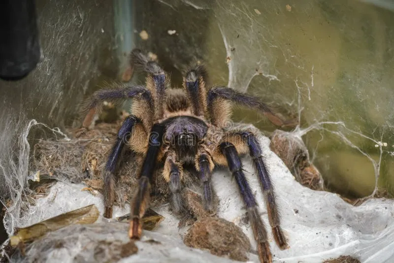 /img/22076-seeking-help-tarantulas.webp