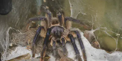 /img/22076-seeking-help-tarantulas.webp