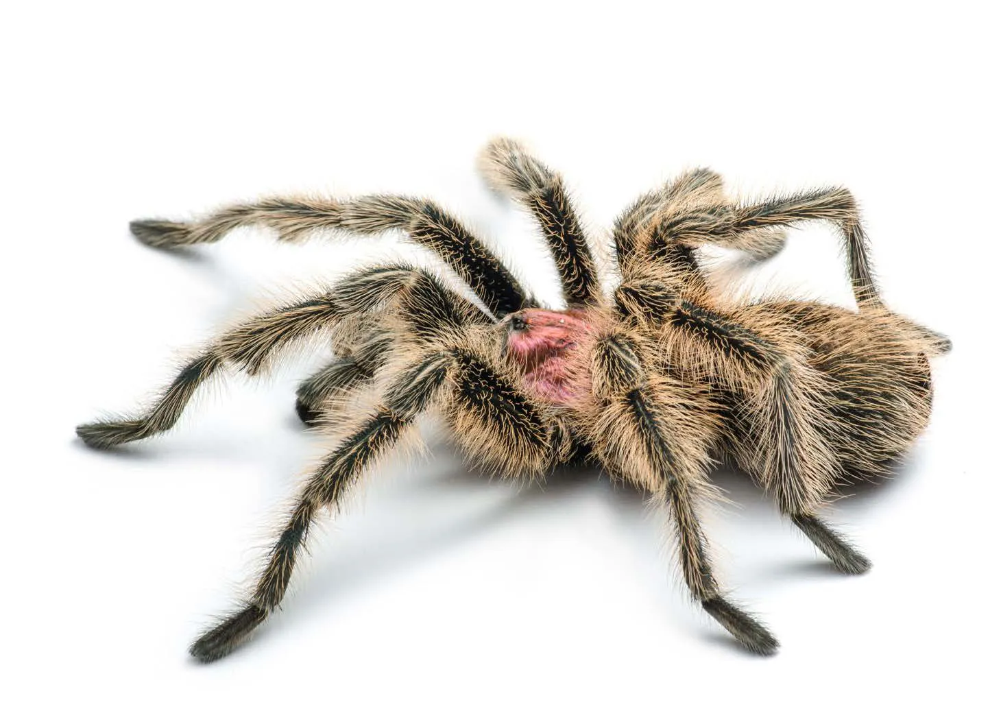22078 rose hair tarantula feeding