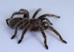 22078 rose hair tarantula handling
