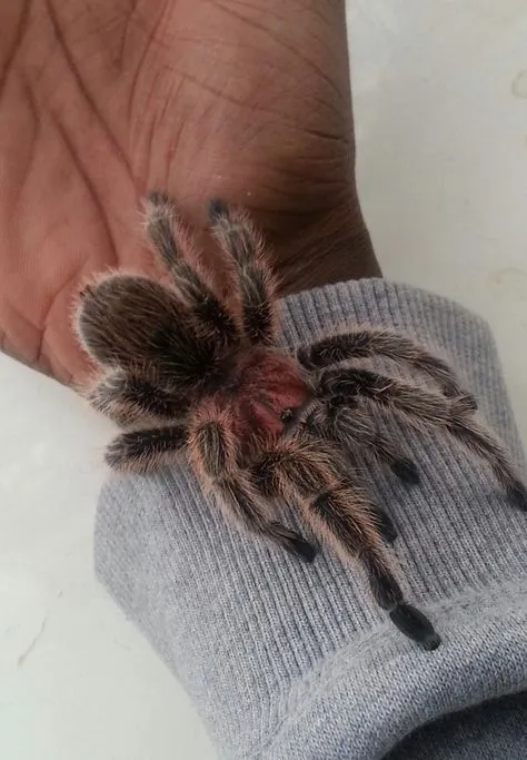 /img/22078-rose-hair-tarantula-substrate.webp