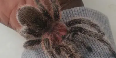 /img/22078-rose-hair-tarantula-substrate.webp