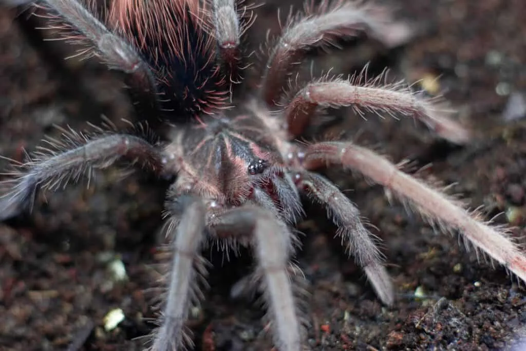 /img/22081-aging-tarantula.webp