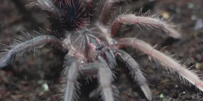 /img/22081-aging-tarantula.webp