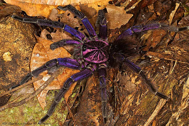 22081 tarantula enclosure