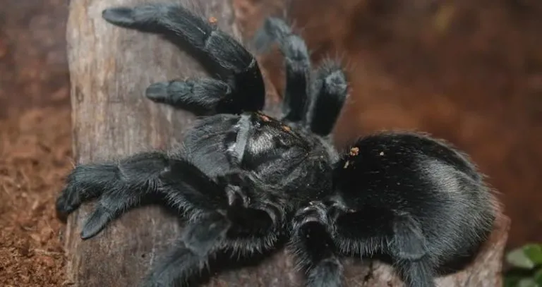 22081 tarantula feeding