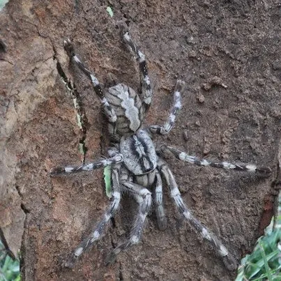 22092 tarantula jenis