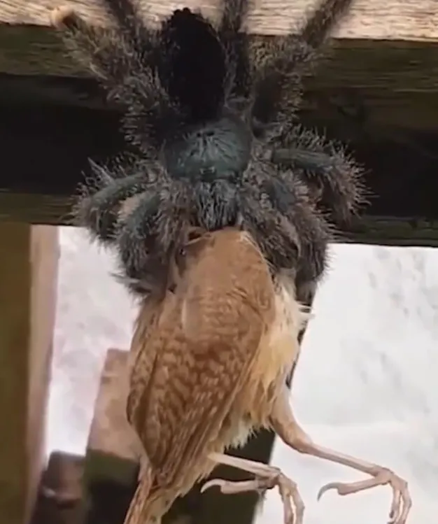22099 grilled tarantula