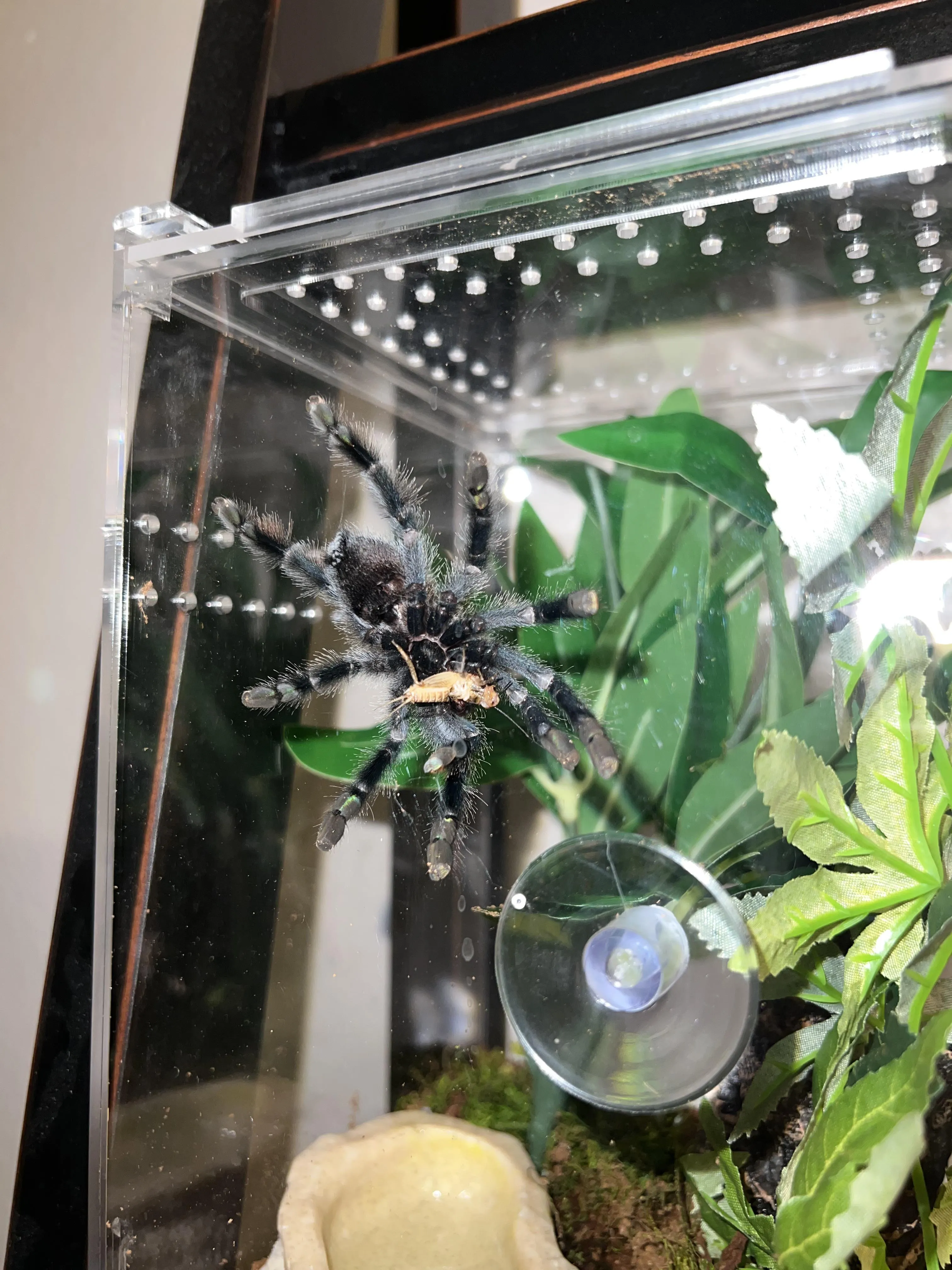 22099 tarantula eating safely