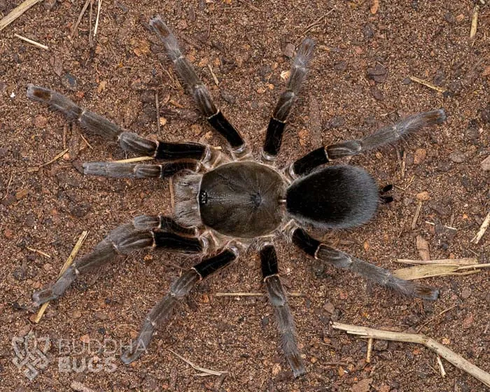 22101 h laticeps tarantula behavior