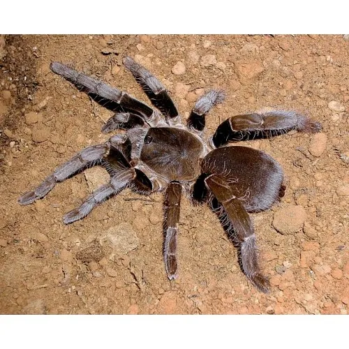 /img/22101-h-laticeps-tarantula-facts.webp